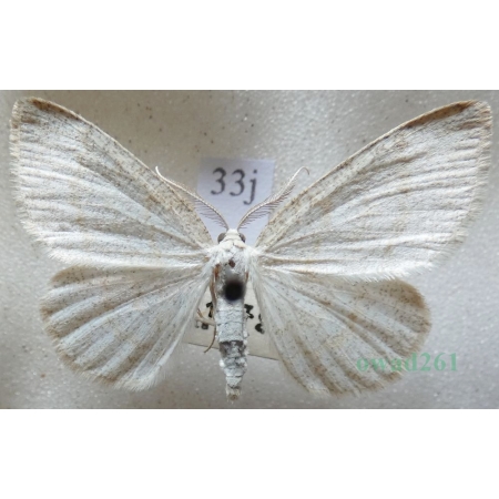 Cabera exanthemata (Scopoli, 1763) Ciemnokres brzozowiec Czech33j